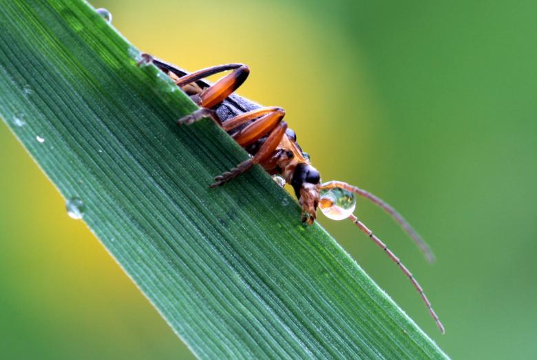 Free stock image of Soldier Beetle created by Pixabay