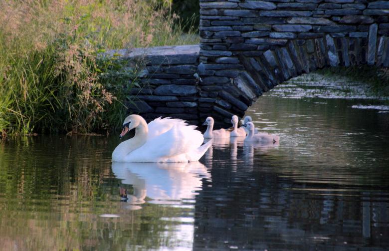 Free stock image of Swan in the Lake created by Pixabay