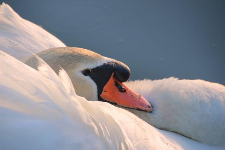 Free stock image of Swan in the Lake created by Pixabay