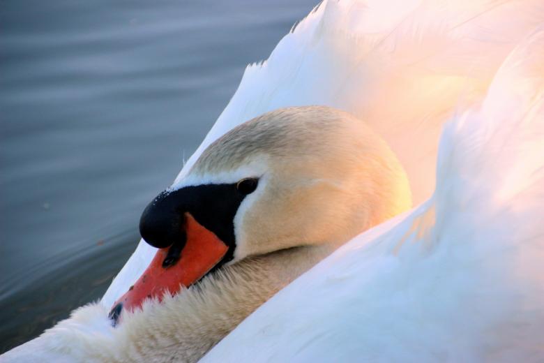 Free stock image of Swan in the Lake created by Pixabay