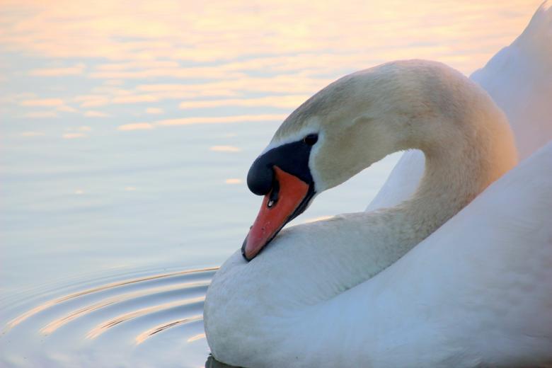 Free stock image of Swan in the Lake created by Pixabay