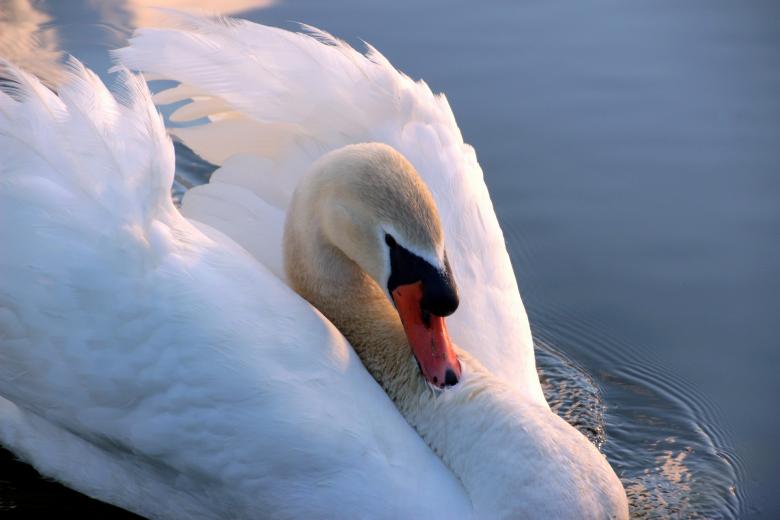 Free stock image of Swan in the Lake created by Pixabay