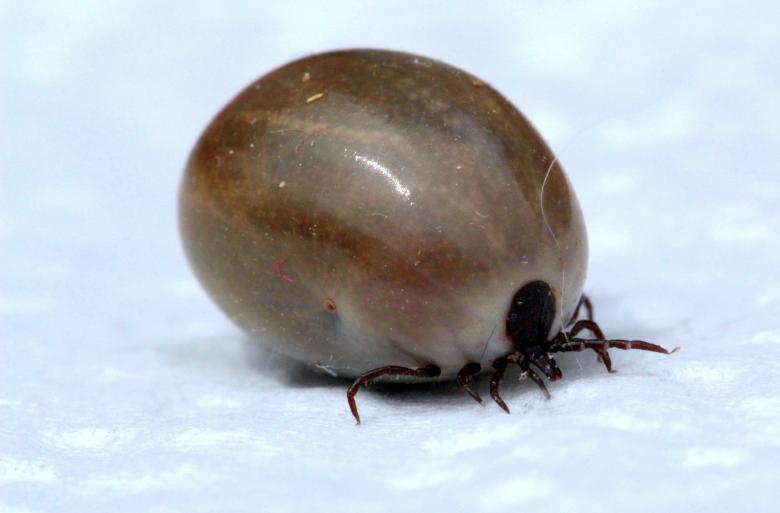 Free stock image of Macro Tick created by Pixabay