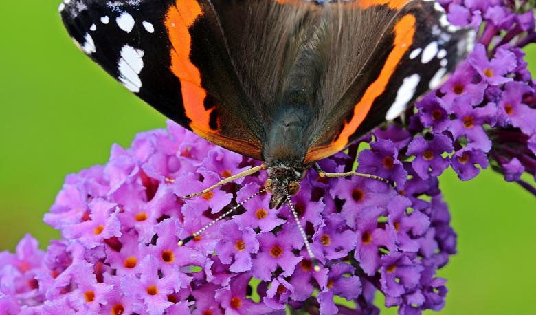 Free stock image of Butterfly on the Flowers created by Pixabay