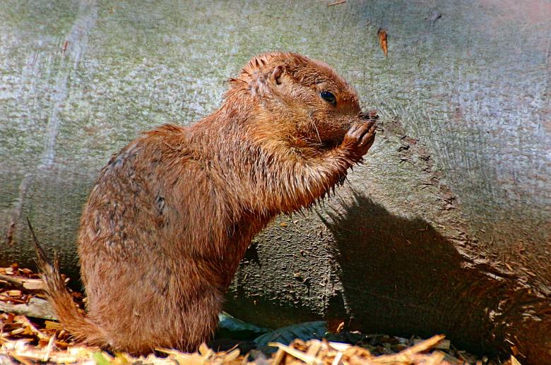Free stock image of African Bush Squirrel created by Pixabay