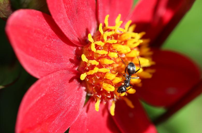 Free stock image of Ant on the Flower created by Pixabay