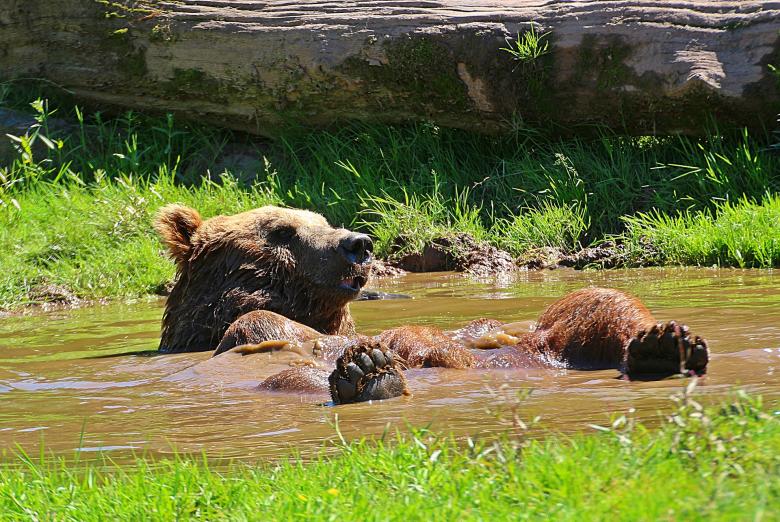 Free stock image of Bear Taking Bath created by Pixabay