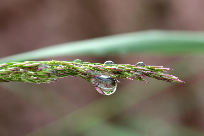 Free stock image of Blade of Grass created by Pixabay