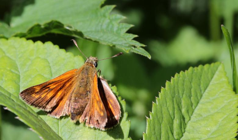 Free stock image of Butterfly on the Leave created by Pixabay