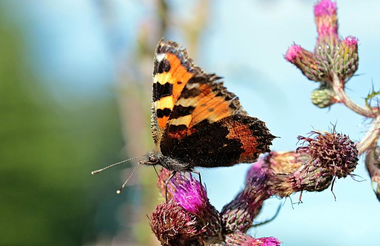 Free stock image of Butterfly in the Garden created by Pixabay