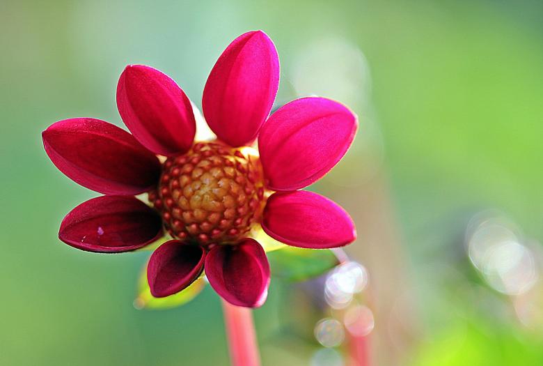 Free stock image of Fresh Dahlia created by Pixabay