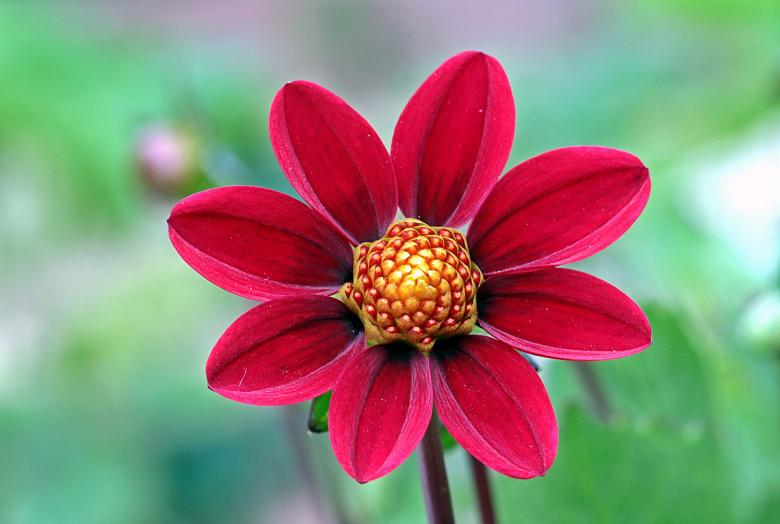 Free stock image of Fresh Dahlia created by Pixabay