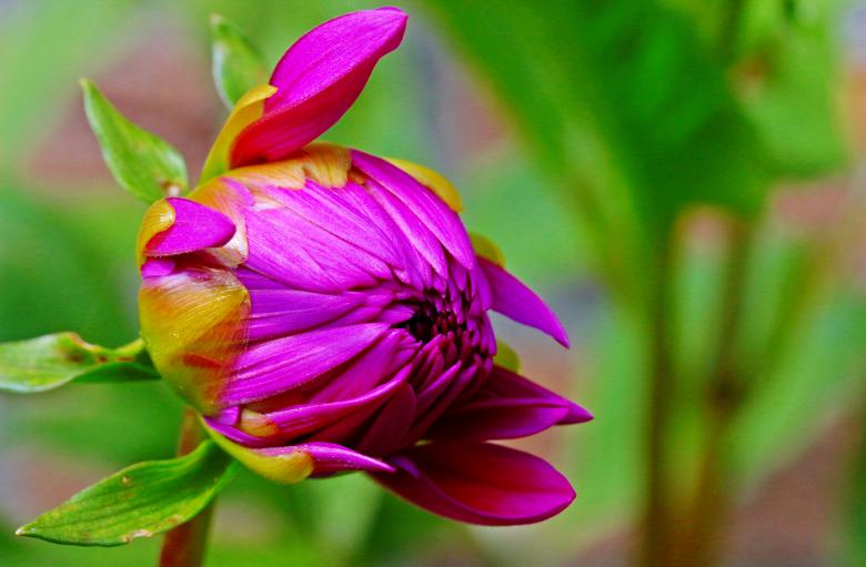 Free stock image of Fresh Dahlia created by Pixabay