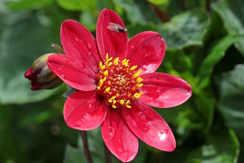 Free stock image of Fly on Dahlia created by Pixabay