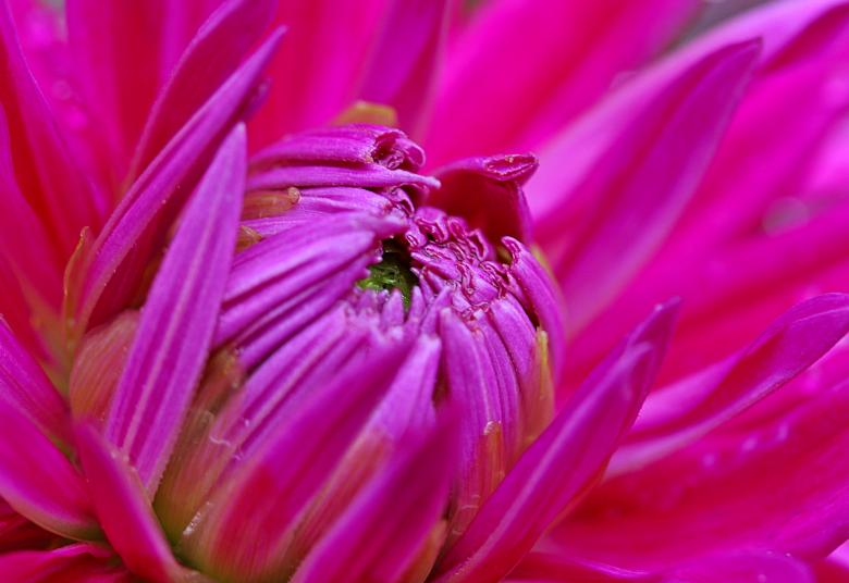 Free stock image of Fresh Dahlia created by Pixabay