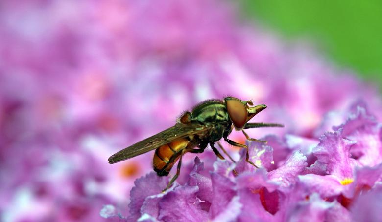 Free stock image of Fly in the Garden created by Pixabay
