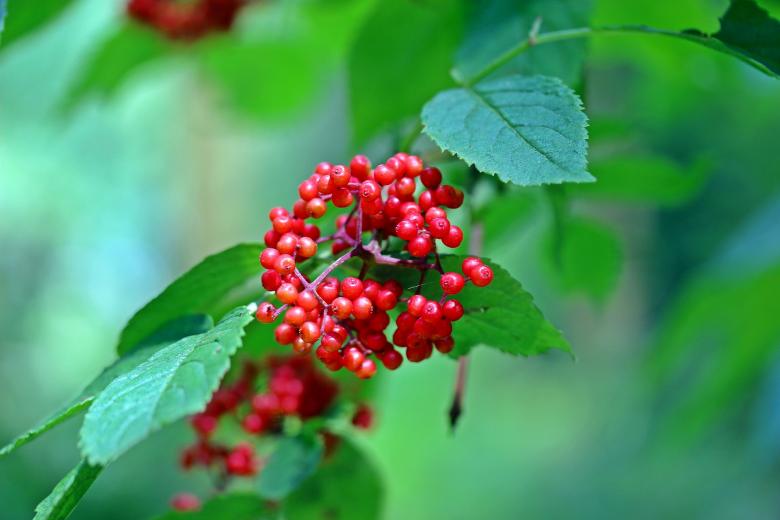 Free stock image of Grape Elder created by Pixabay