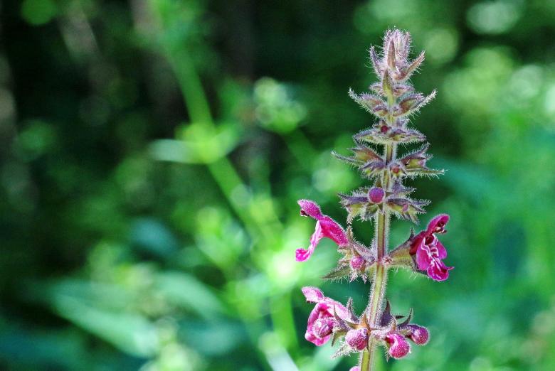 Free stock image of Hedge Woundwort created by Pixabay