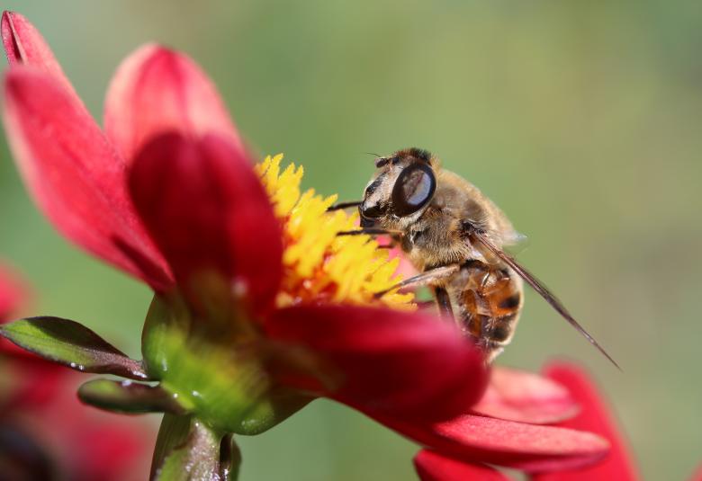 Free stock image of Hummel Bee in the Garden created by Pixabay