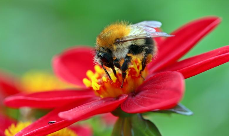 Free stock image of Hummel Bee in the Garden created by Pixabay