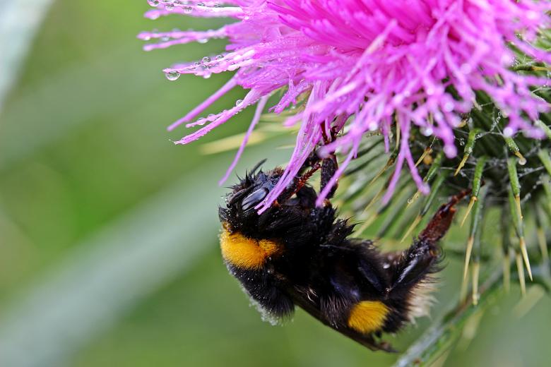 Free stock image of Hummel Bee in the Garden created by Pixabay