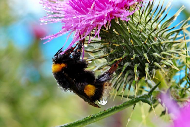 Free stock image of Hummel Bee in the Garden created by Pixabay