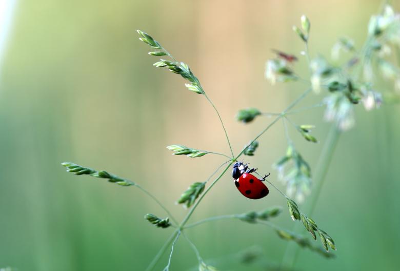 Free stock image of Asian Ladybug created by Pixabay