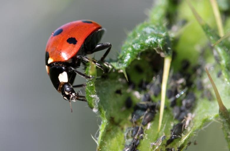 Free stock image of Asian Ladybug created by Pixabay
