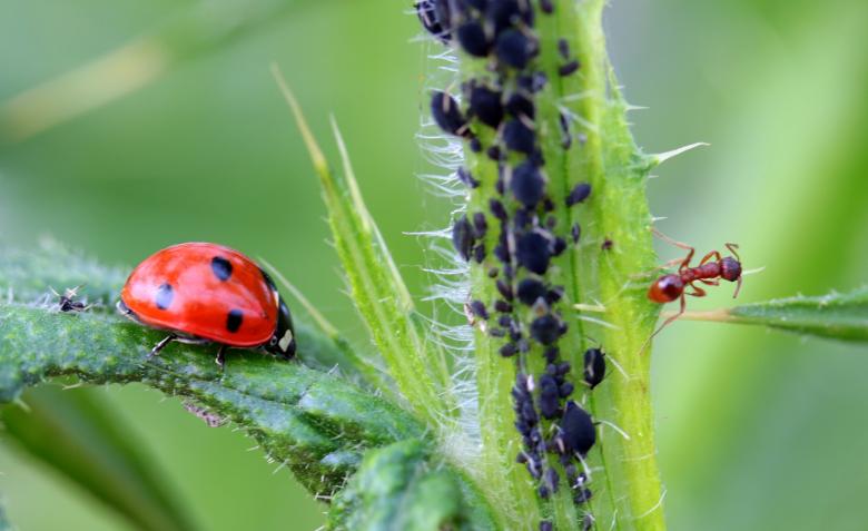 Free stock image of Ladybug and Ant created by Pixabay