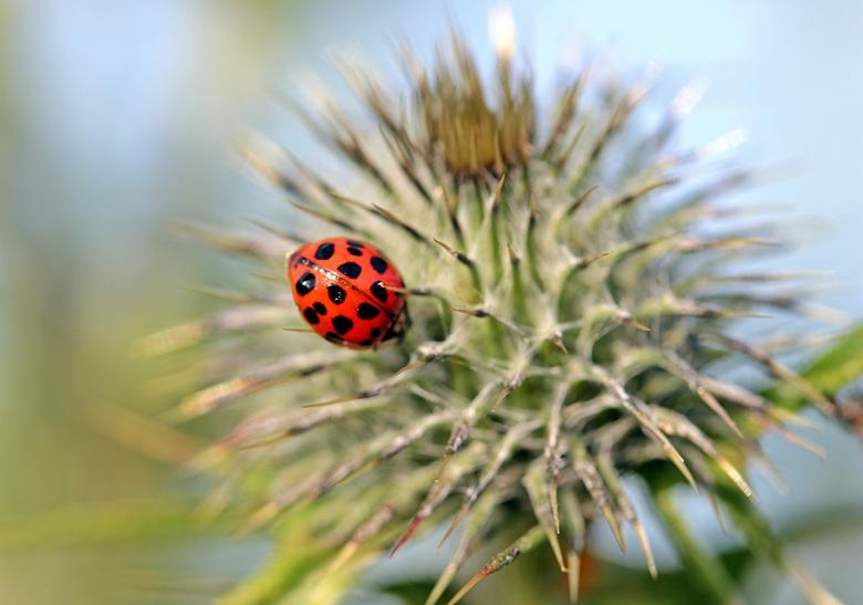 Free stock image of Asian Ladybug created by Pixabay