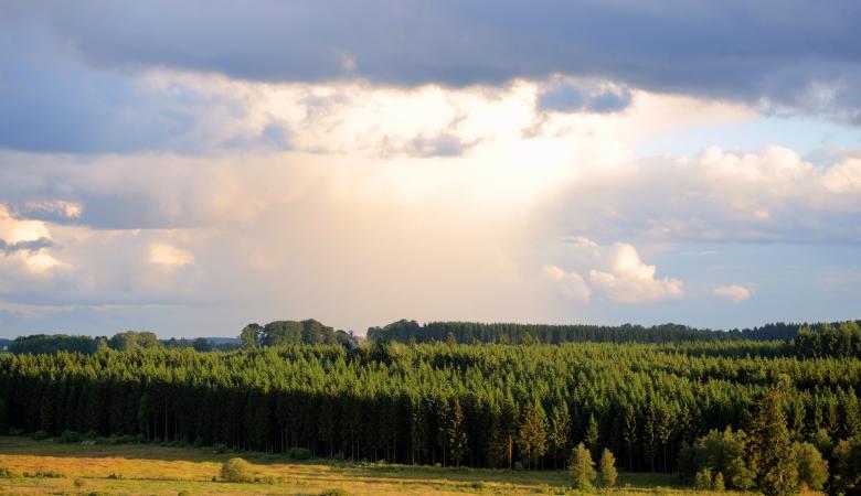 Free stock image of Thick Forest created by Pixabay