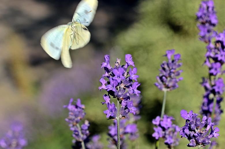 Free stock image of Butterfly in the Garden created by Pixabay