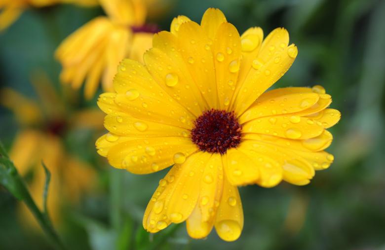 Free stock image of Fresh Marigold created by Pixabay