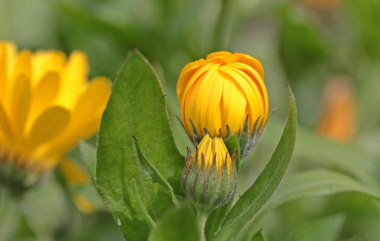 Free stock image of Fresh Marigold created by Pixabay