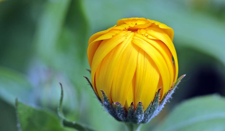 Free stock image of Fresh Marigold created by Pixabay