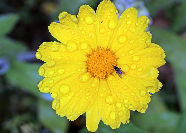 Free stock image of Fly on  marigold created by Pixabay