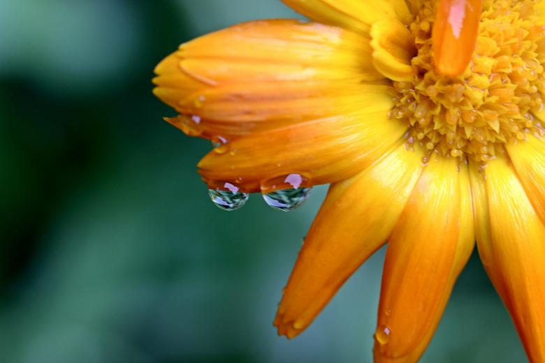 Free stock image of Fresh Marigold created by Pixabay