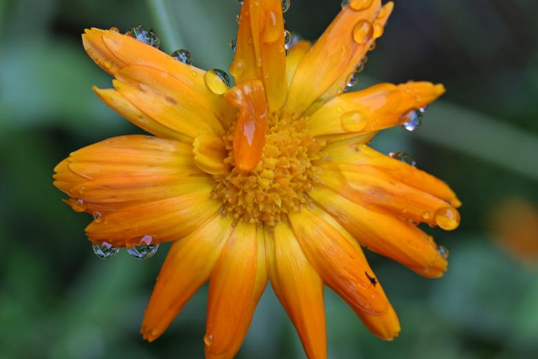 Free stock image of Fresh Marigold created by Pixabay