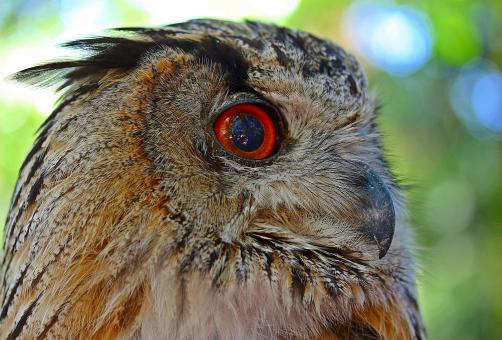 Owl Closeup - Free Stock Photo