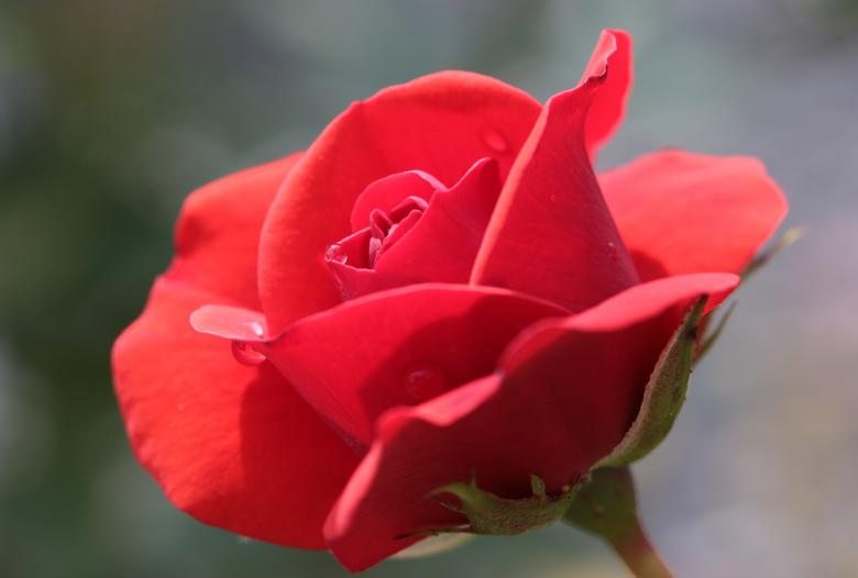 Free stock image of Fresh Rose created by Pixabay