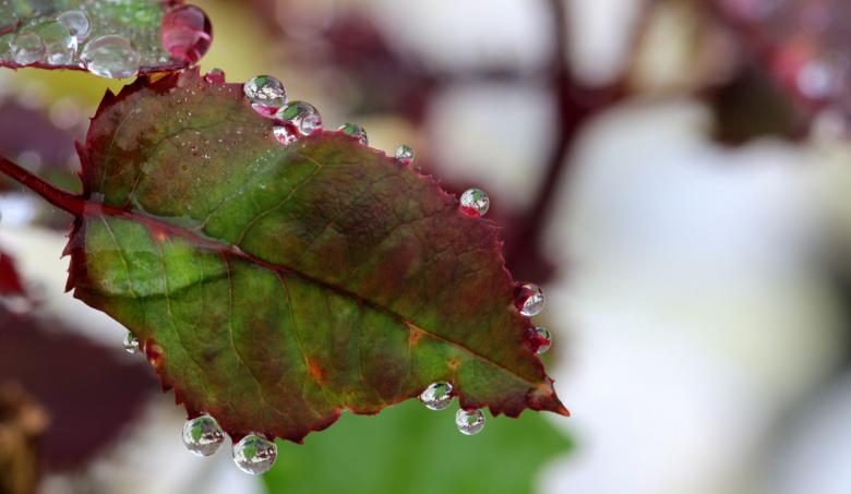 Free stock image of Dew on the Leave created by Pixabay