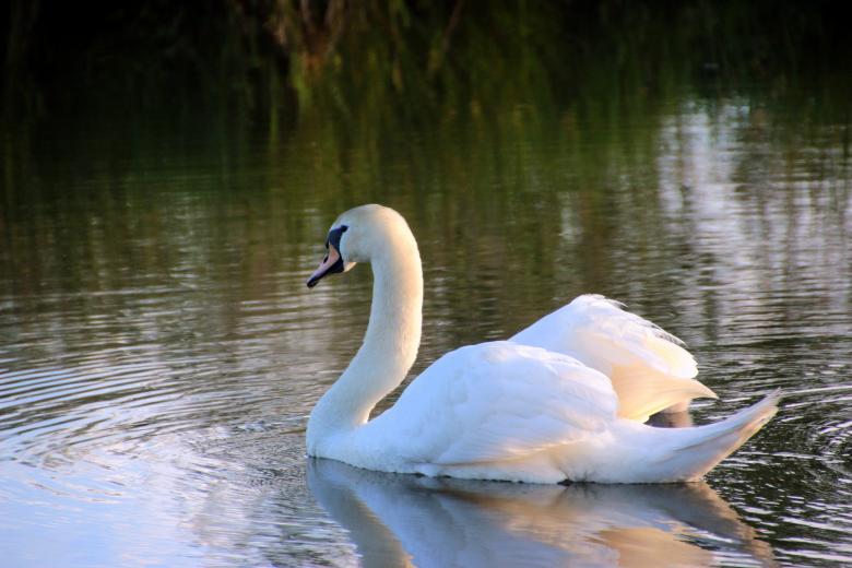 Free stock image of Swan in the Lake created by Pixabay