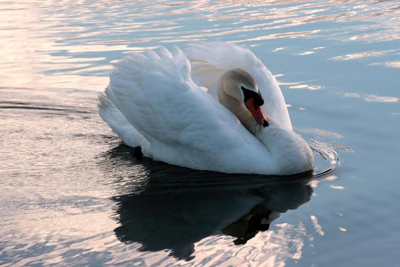 Free stock image of Swan in the Lake created by Pixabay