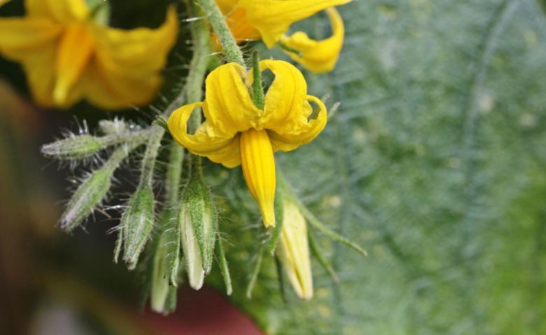 Free stock image of Tomato Blossoms created by Pixabay