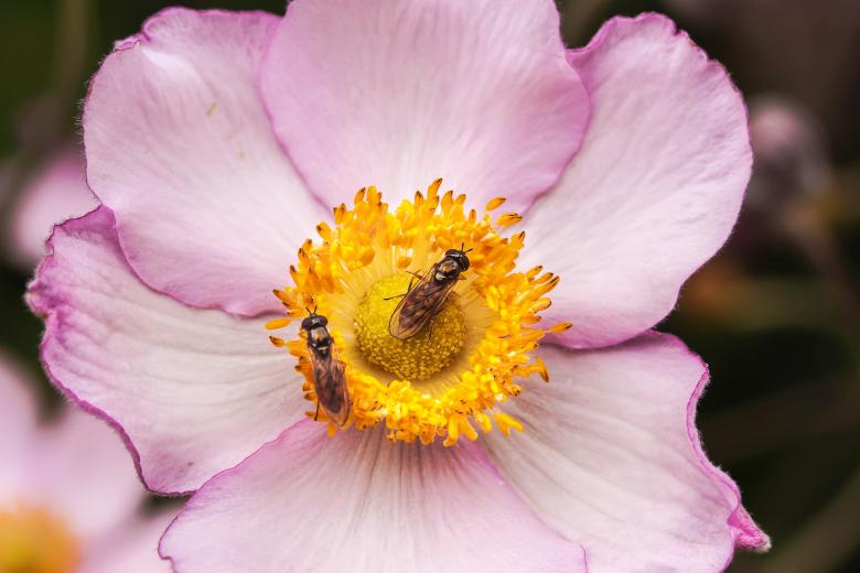 Free stock image of Fly on the Flower created by Pixabay