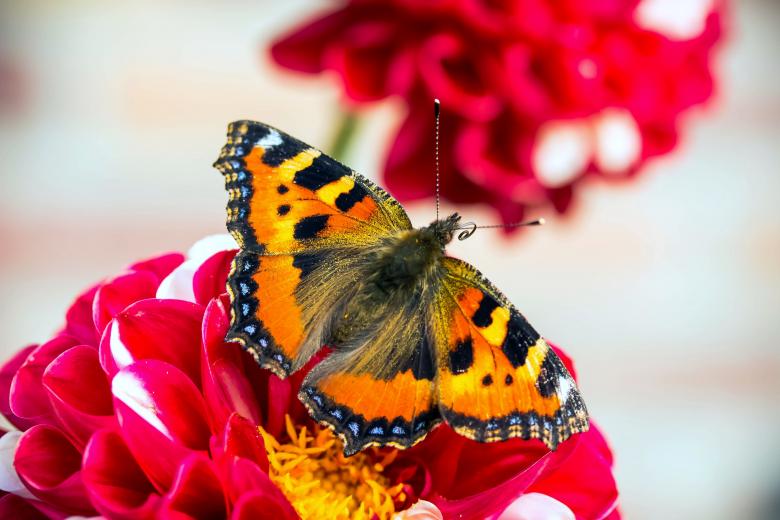 Free stock image of Butterfly Closeup created by Pixabay