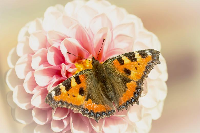 Free stock image of Butterfly Closeup created by Pixabay