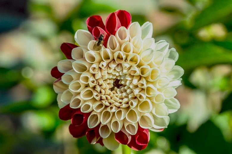 Free stock image of Fresh Dahlia created by Pixabay