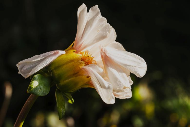 Free stock image of Fresh Dahlia created by Pixabay