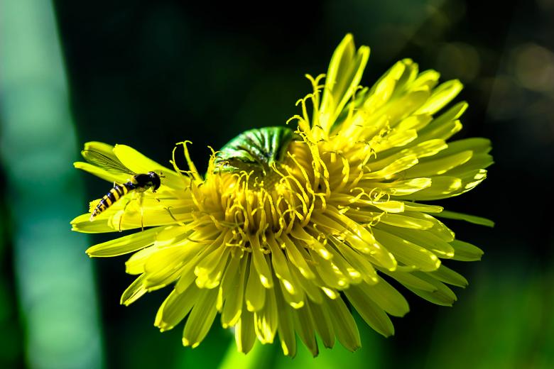 Free stock image of Fly on the Dandelion created by Pixabay